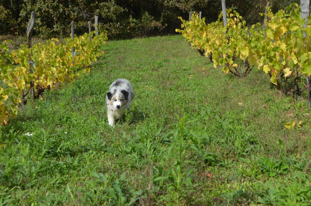 Victime de la mode du domaine de la Camosciara