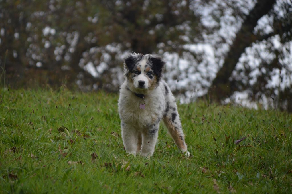 Victime de la mode du domaine de la Camosciara