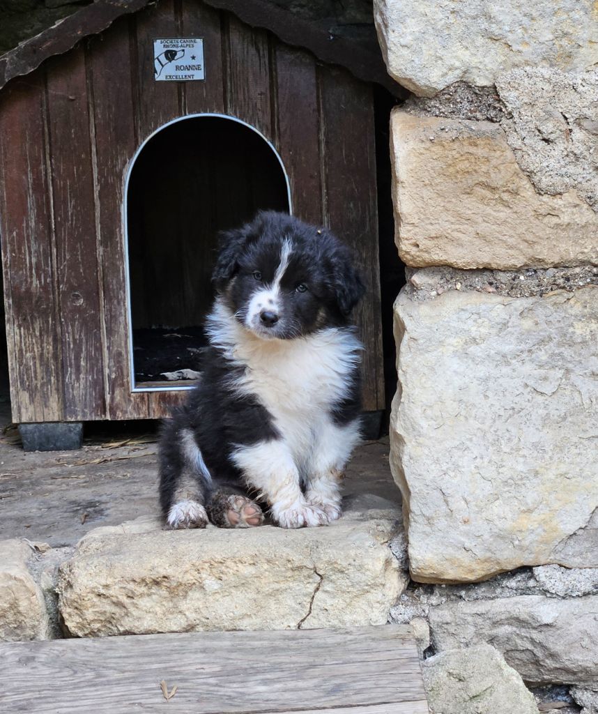 du domaine de la Camosciara - Chiot disponible  - Berger Australien