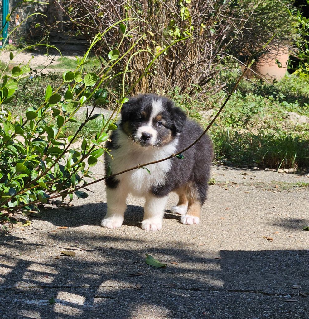 chiot Berger Australien du domaine de la Camosciara