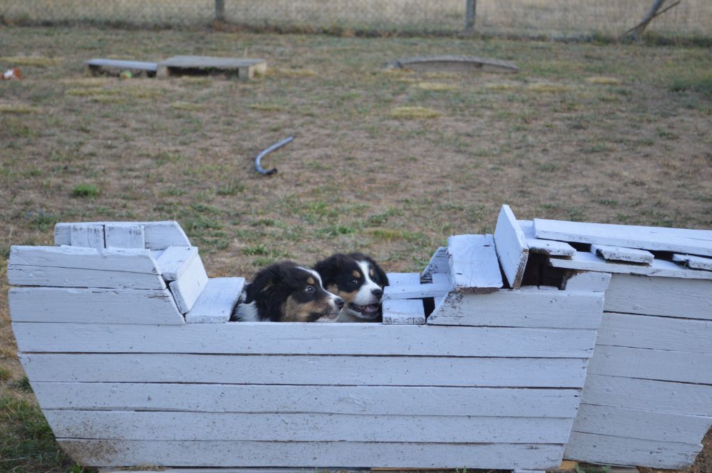 chiot Berger Australien du domaine de la Camosciara