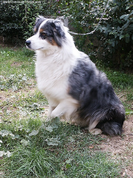 CH. Lawallys blue du domaine de la Camosciara