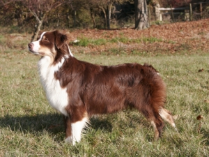 Brownie red chocolate du domaine de la Camosciara