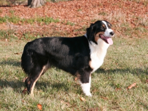 Alpha dite arcane du domaine de la Camosciara