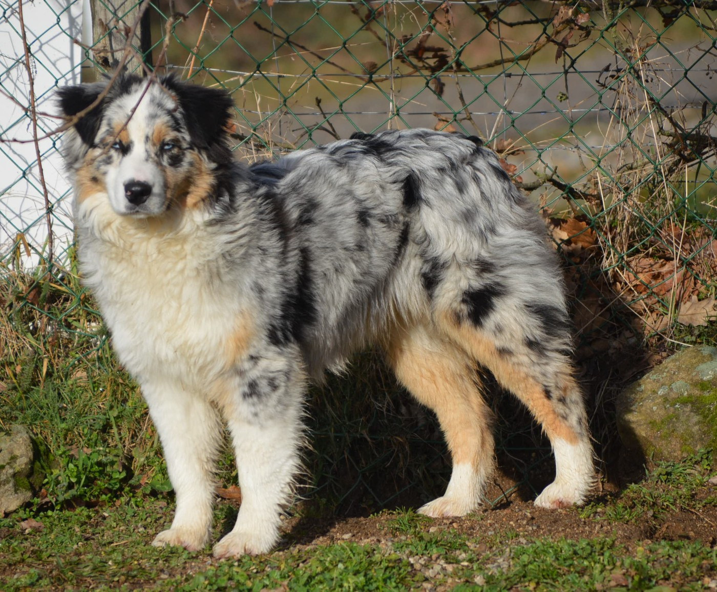 Victime de la mode du domaine de la Camosciara