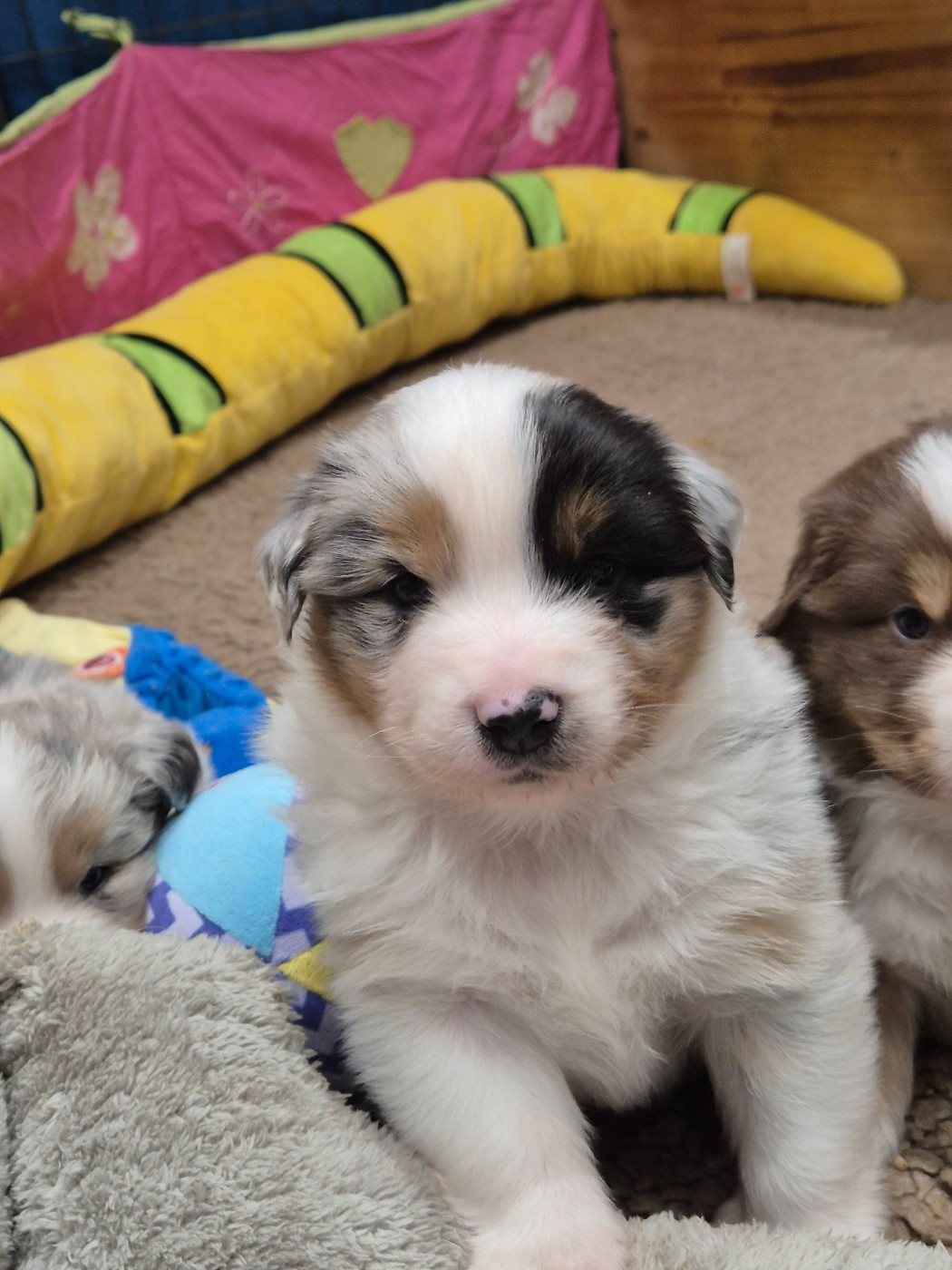 Les chiots vont avoir 4 semaines !