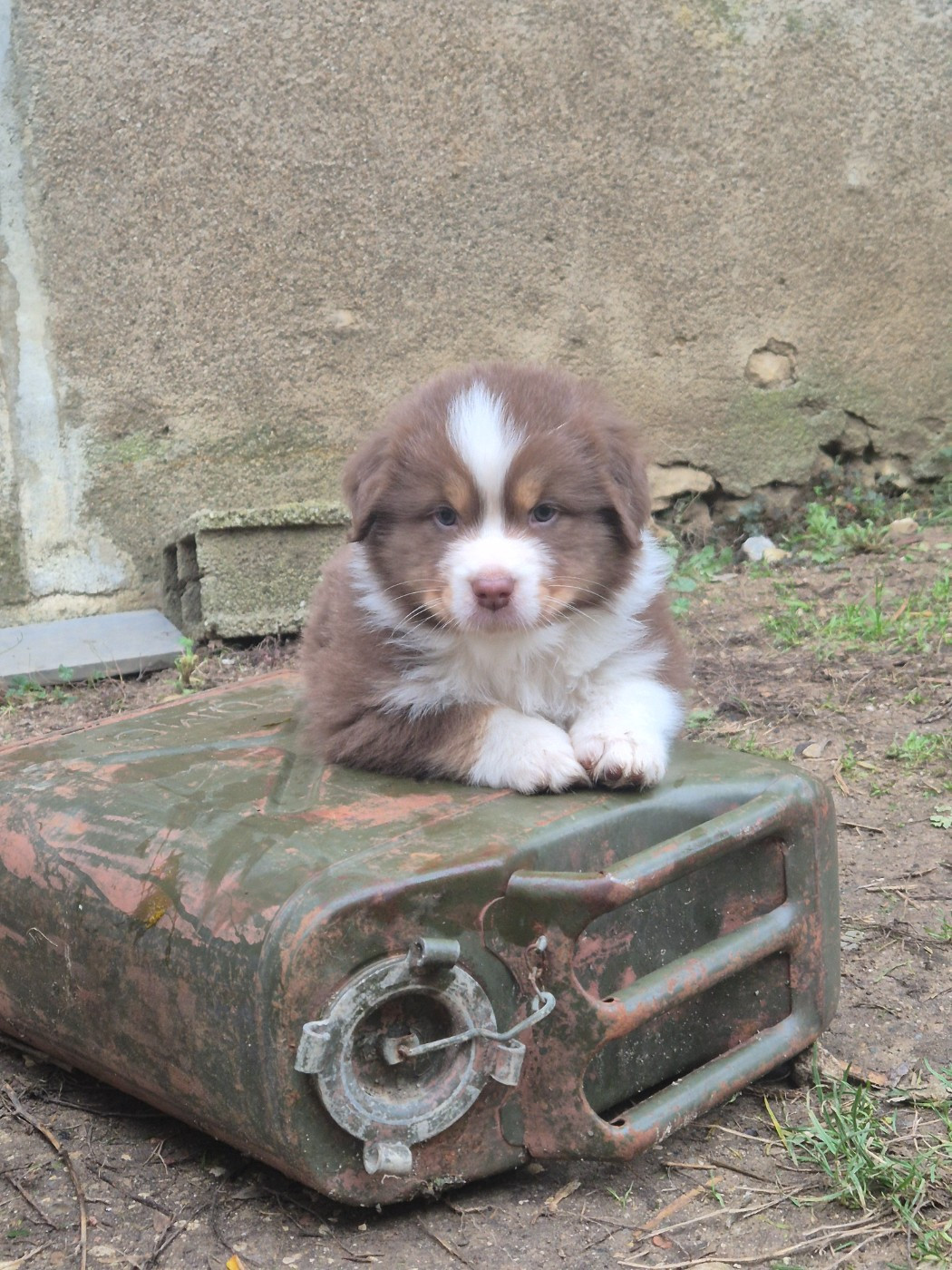 6 semaines pour les chiots de Yankee et Angel !