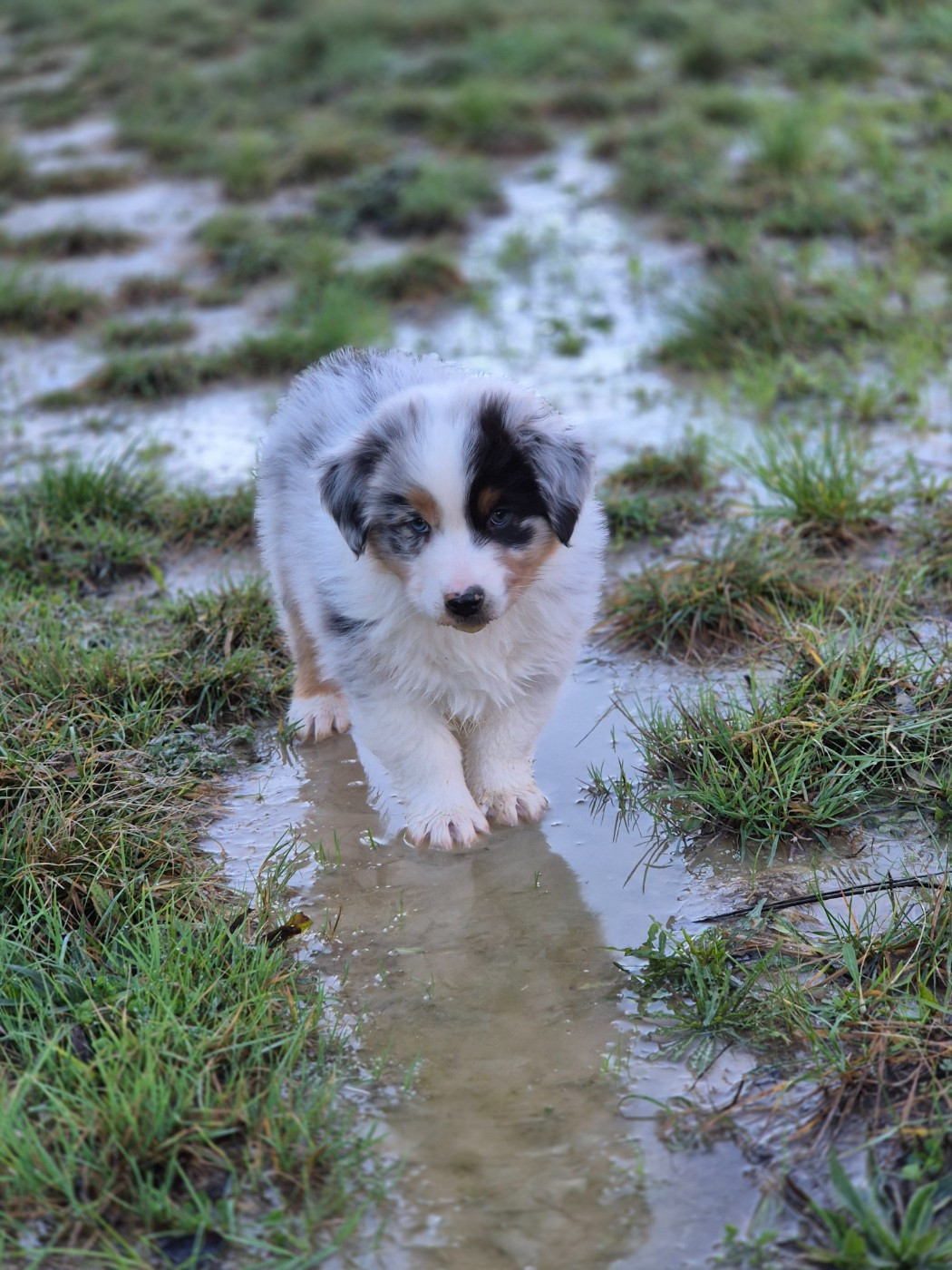 7 semaines pour les chiots de Yankee et Angel !