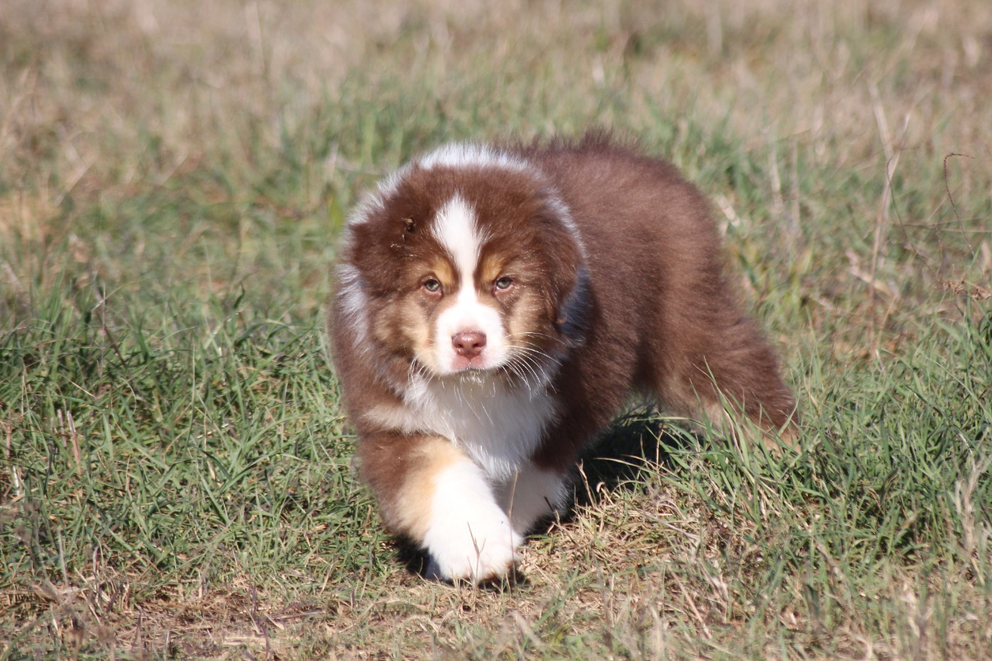 Nous avons un mâle rouge tricolore prêt à partir !
