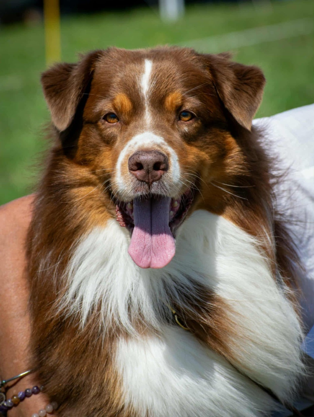 Exposition CACS d ALES 2026