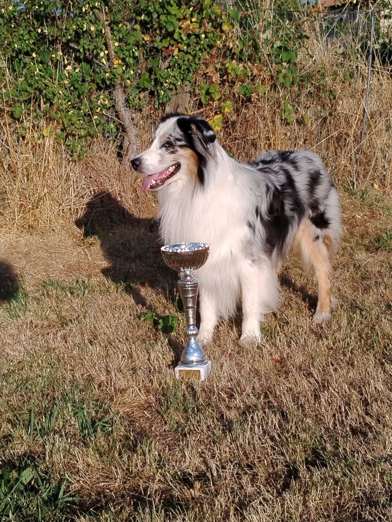  AGILITY  ARPAJON SUR CERES  / CACS BEAUCAIRE 