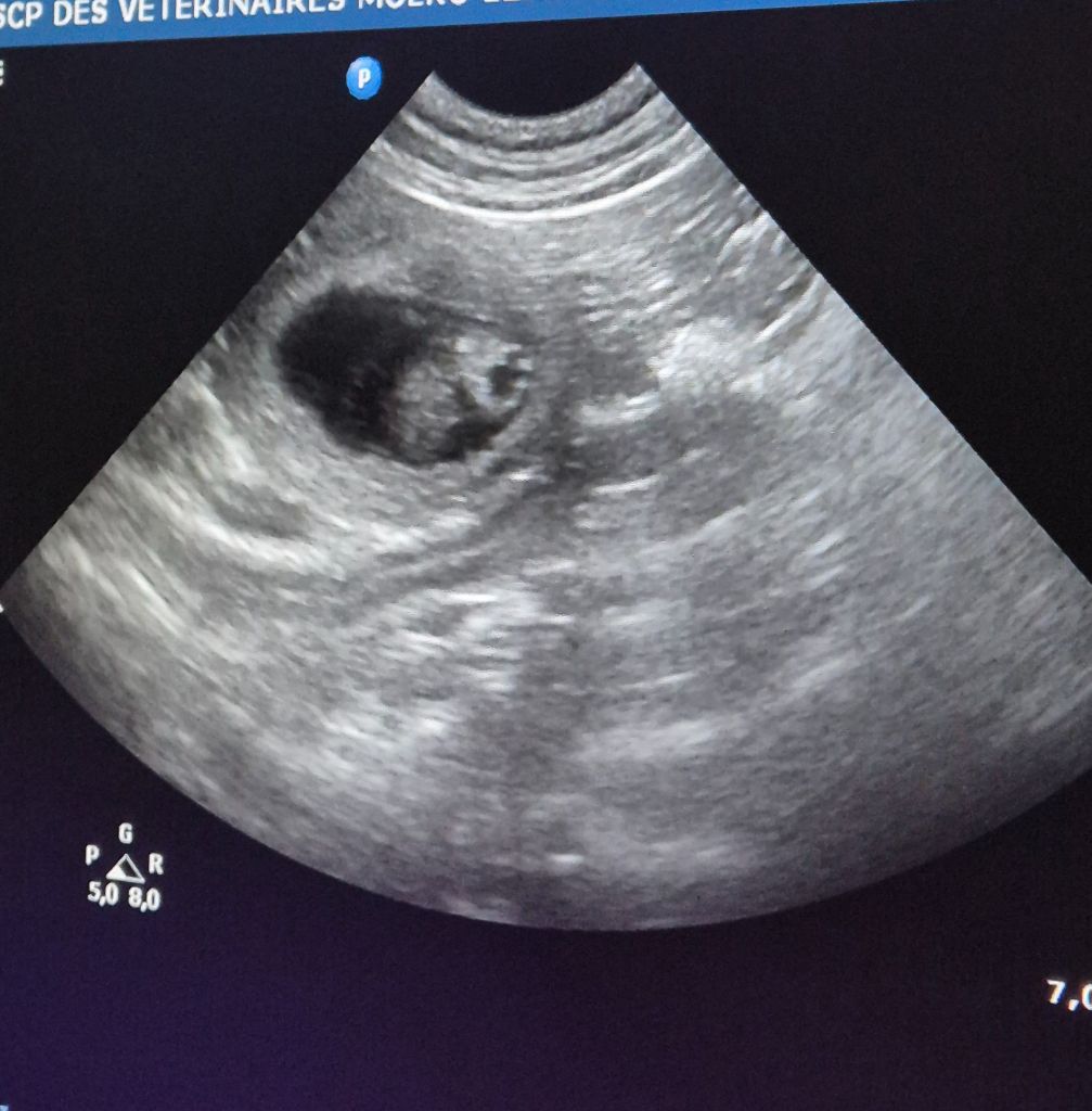 Gestation confirmée !