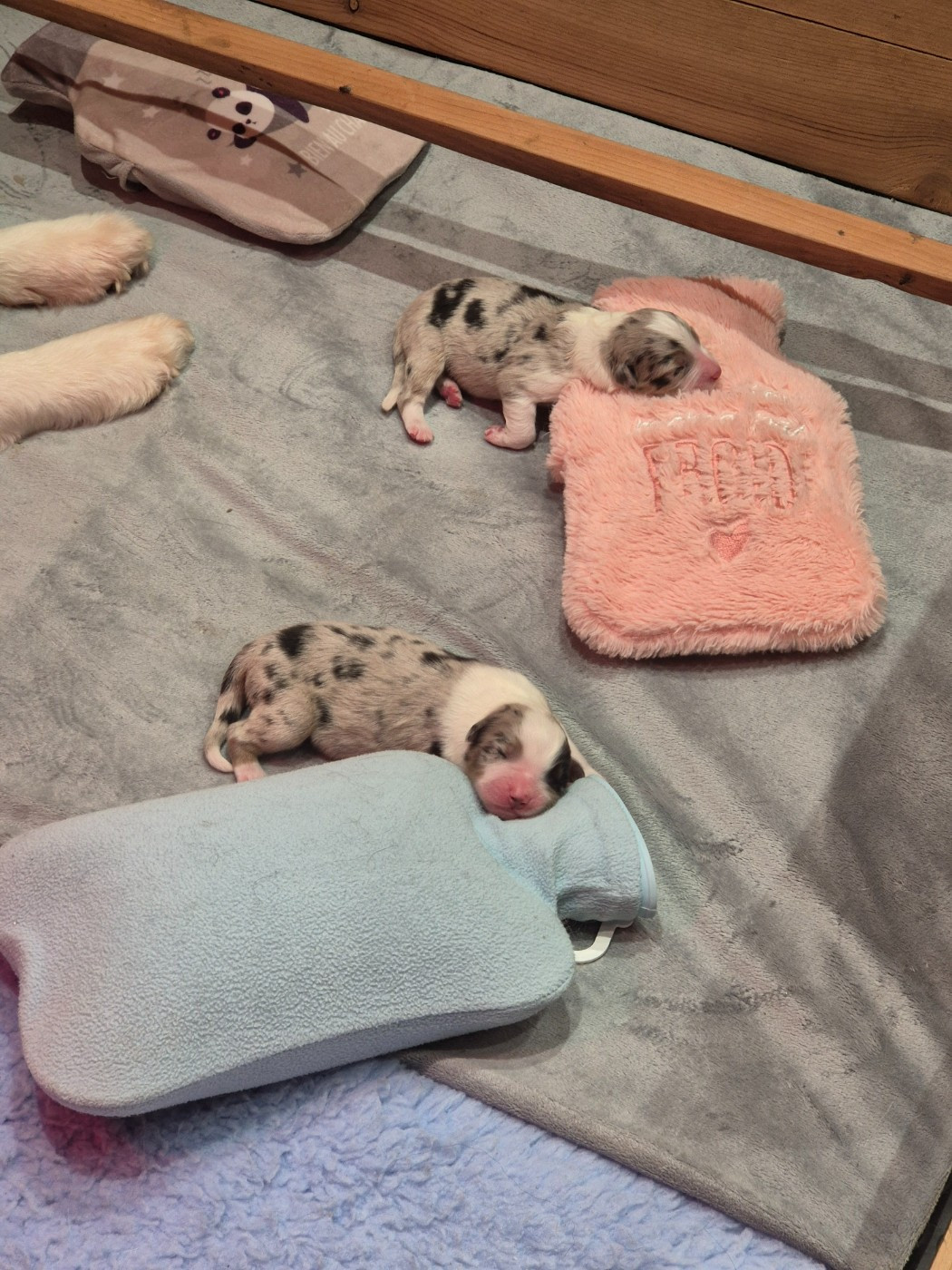 Chiot Berger Australien du domaine de la Camosciara