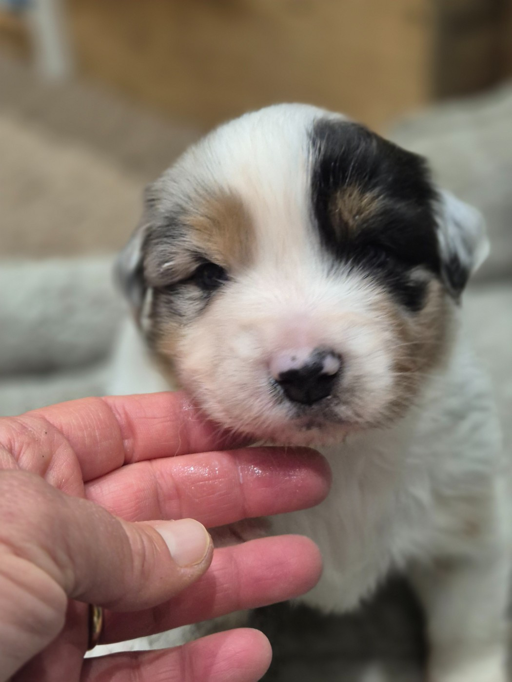 du domaine de la Camosciara - Chiots disponibles - Berger Australien