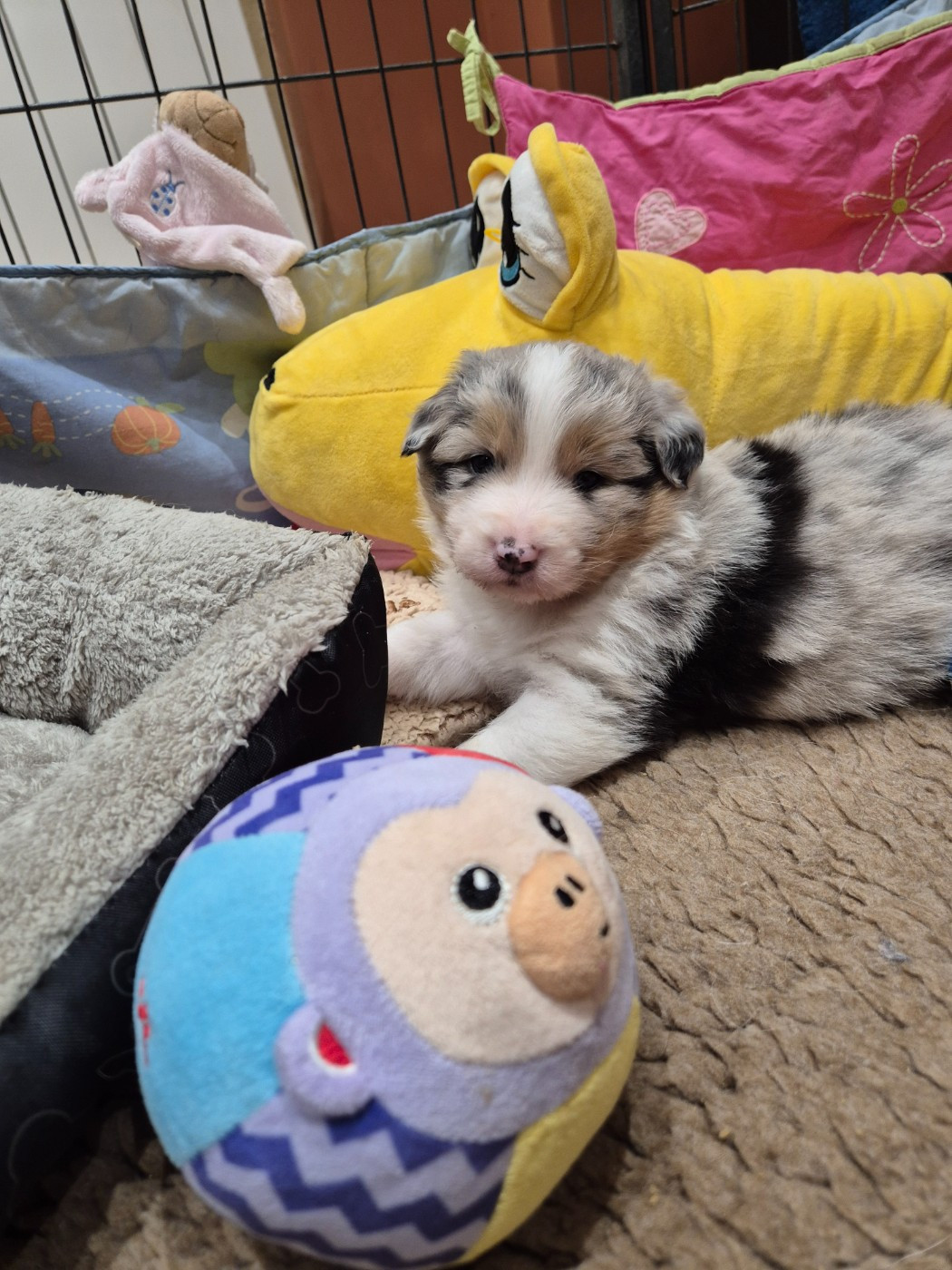 du domaine de la Camosciara - Chiots disponibles - Berger Australien