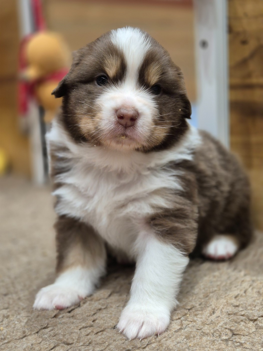 du domaine de la Camosciara - Chiots disponibles - Berger Australien