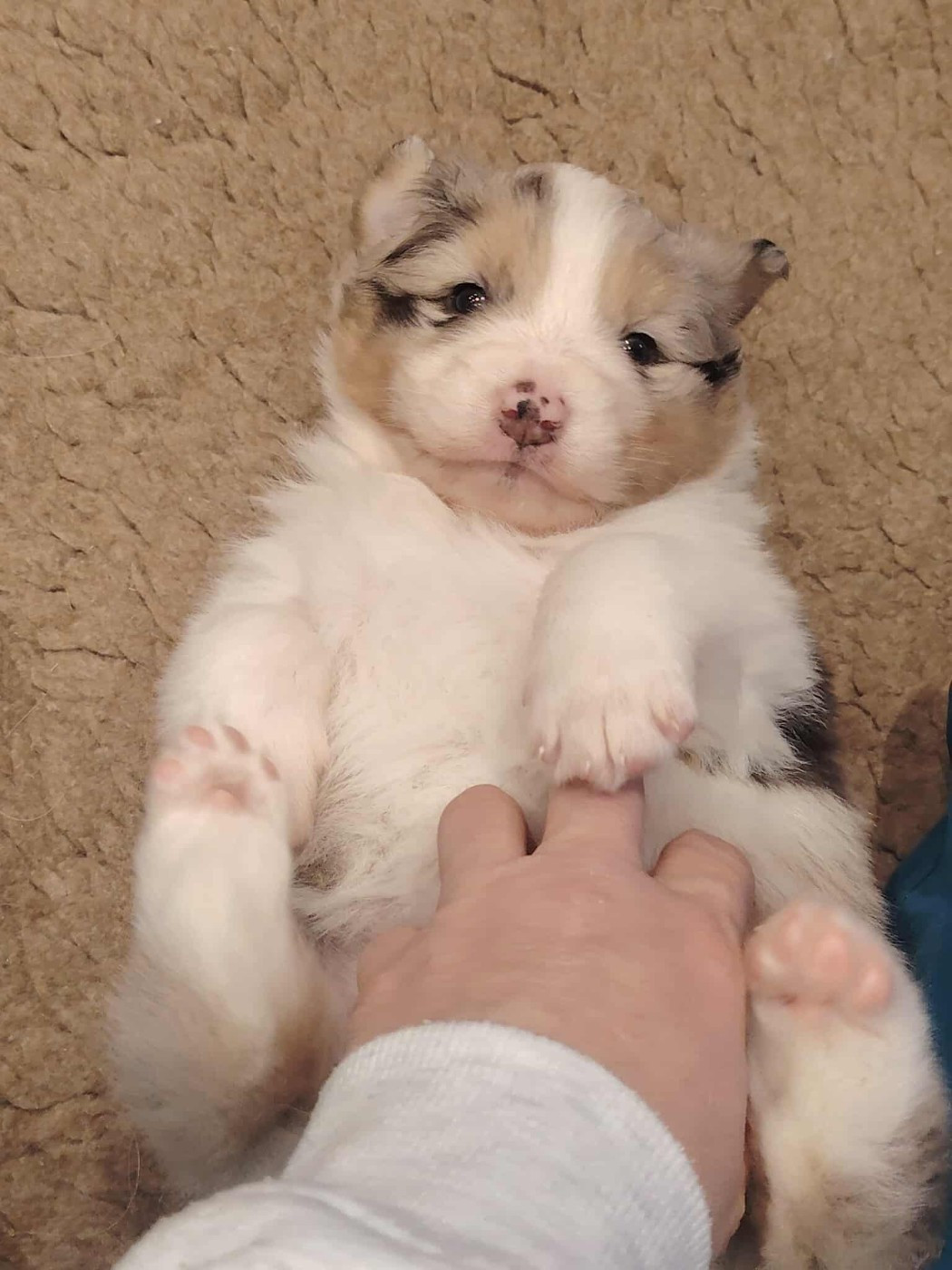 du domaine de la Camosciara - Berger Australien - Portée née le 09/11/2025