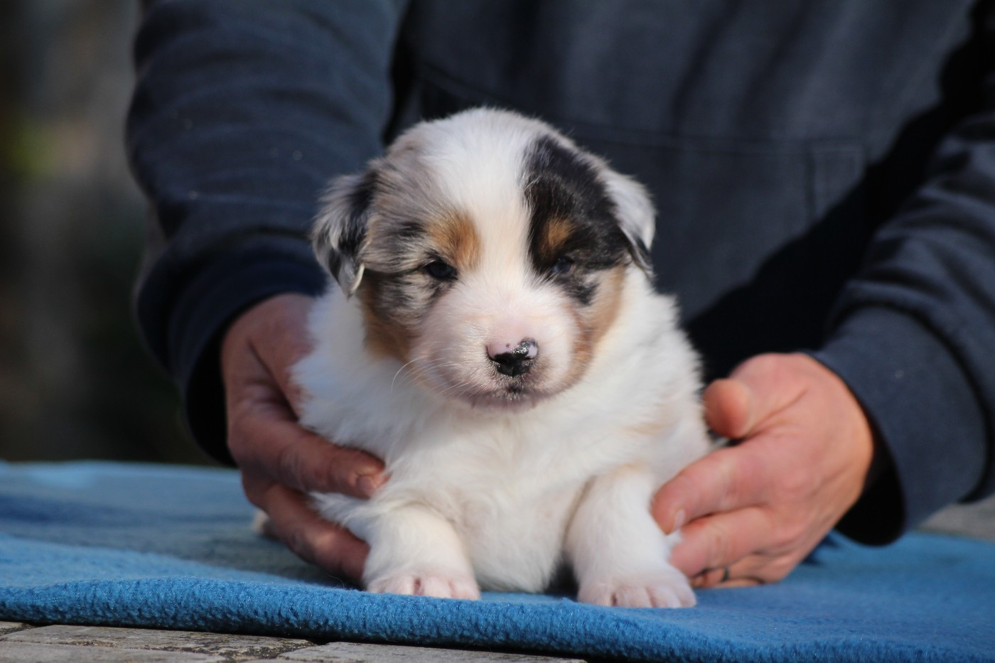 du domaine de la Camosciara - Chiots disponibles - Berger Australien