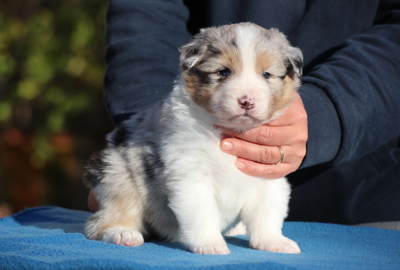 du domaine de la Camosciara - Chiots disponibles - Berger Australien