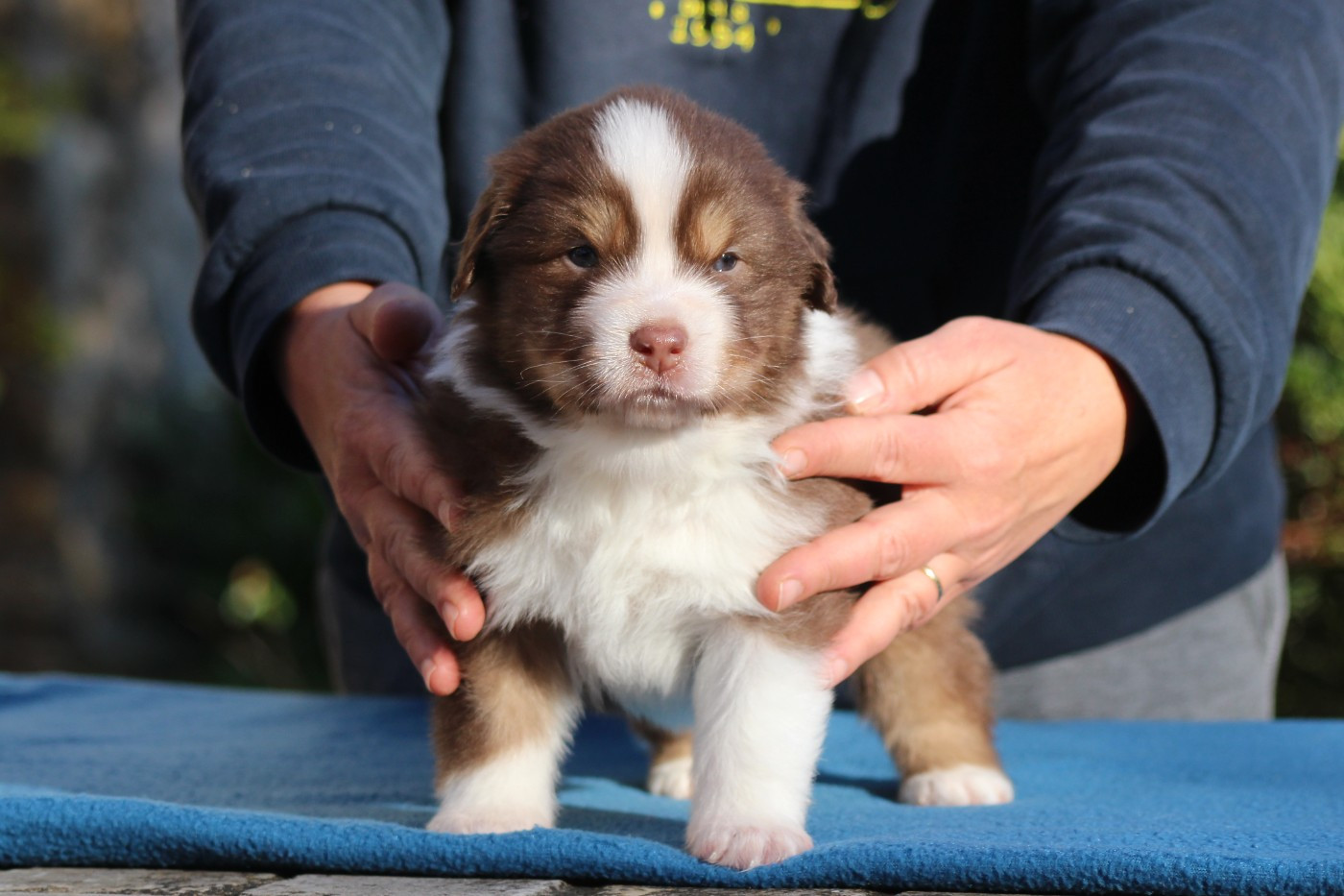 du domaine de la Camosciara - Chiots disponibles - Berger Australien