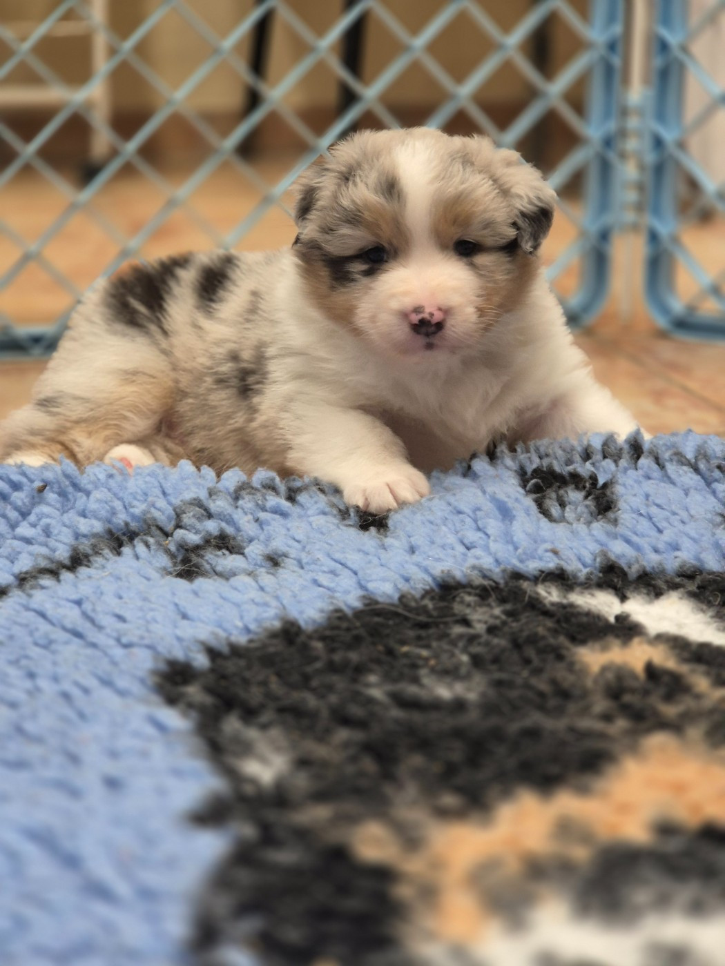 Chiot Berger Australien du domaine de la Camosciara