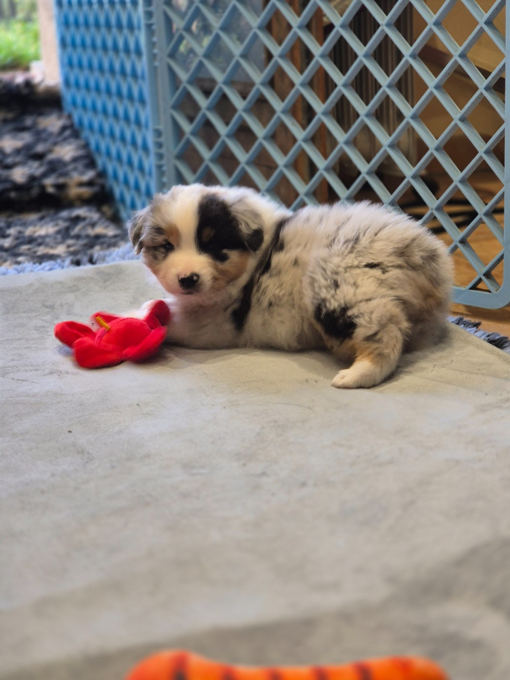 du domaine de la Camosciara - Chiots disponibles - Berger Australien