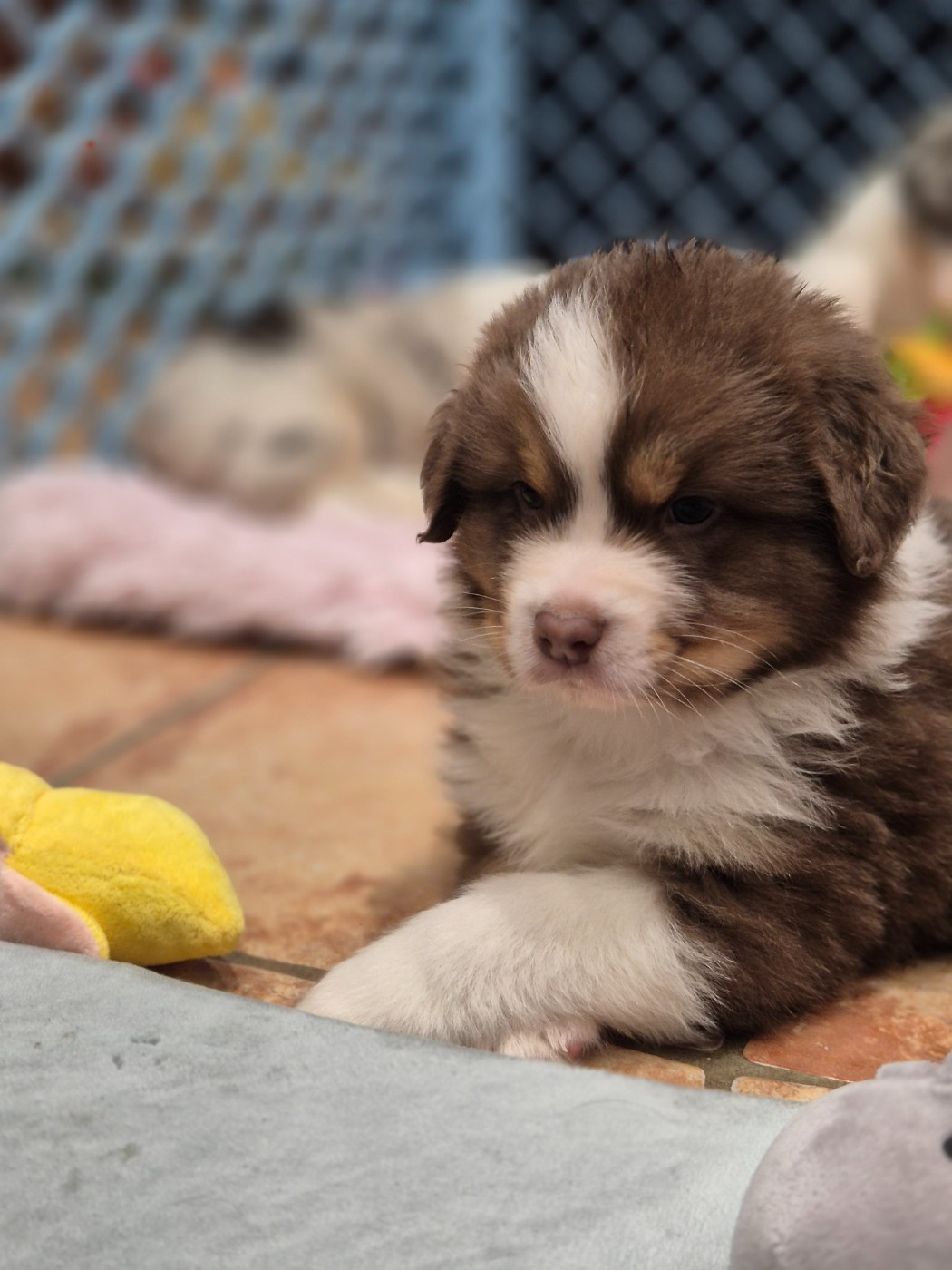 du domaine de la Camosciara - Chiots disponibles - Berger Australien