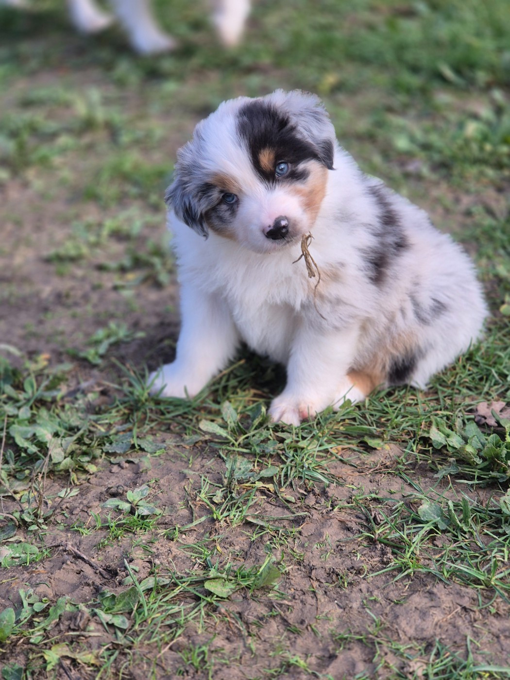 du domaine de la Camosciara - Berger Australien - Portée née le 09/11/2025
