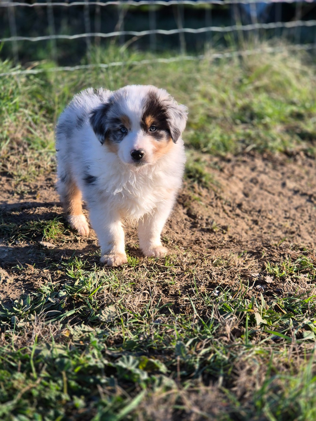 du domaine de la Camosciara - Chiots disponibles - Berger Australien