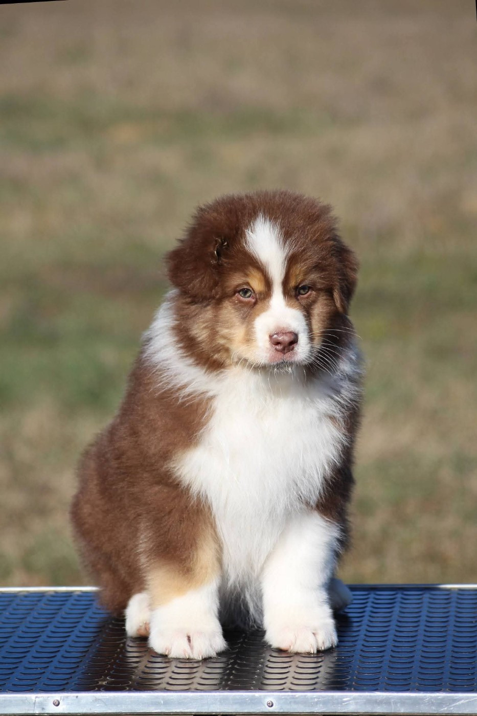 du domaine de la Camosciara - Chiots disponibles - Berger Australien