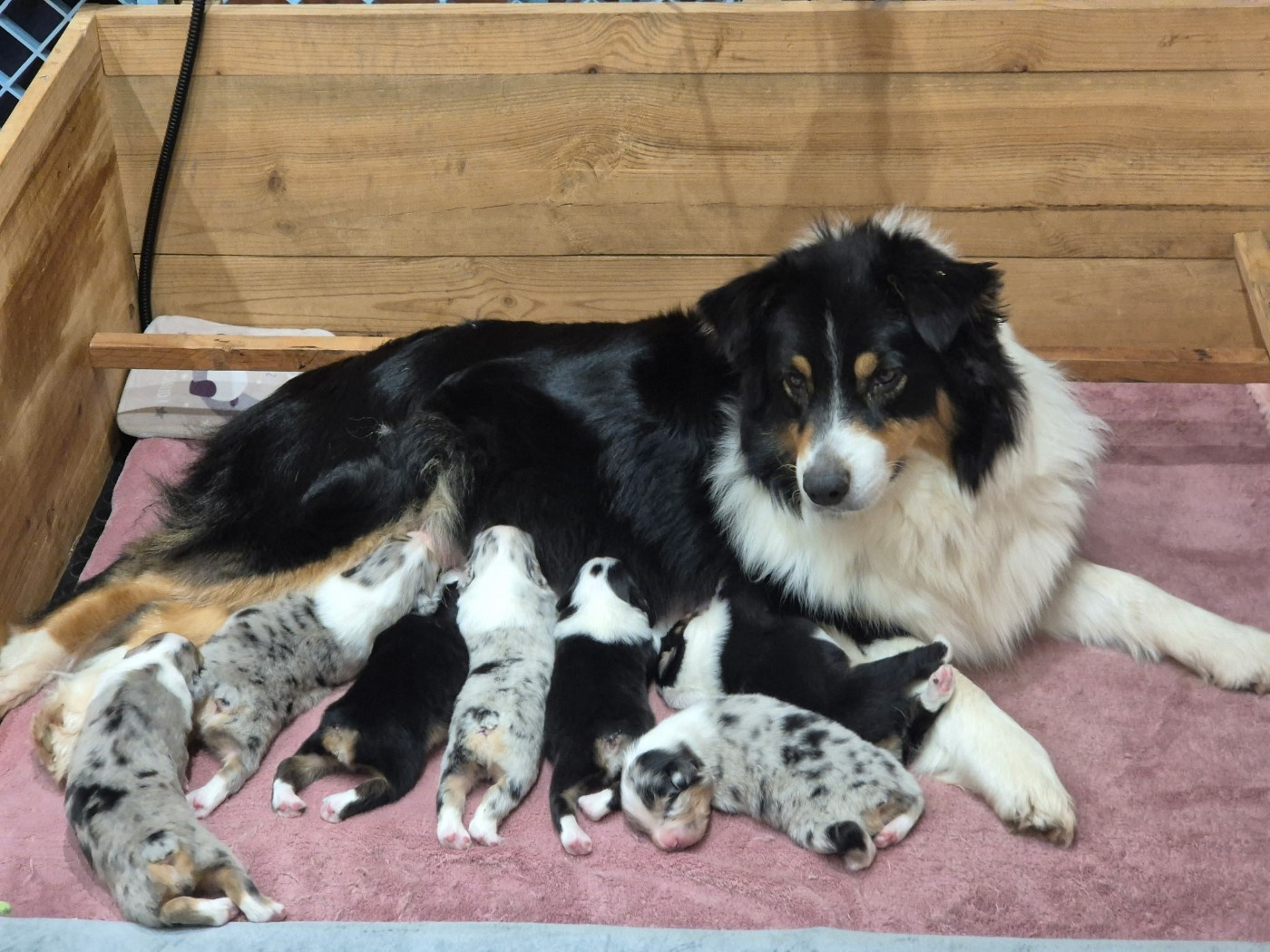 Chiot Berger Australien du domaine de la Camosciara