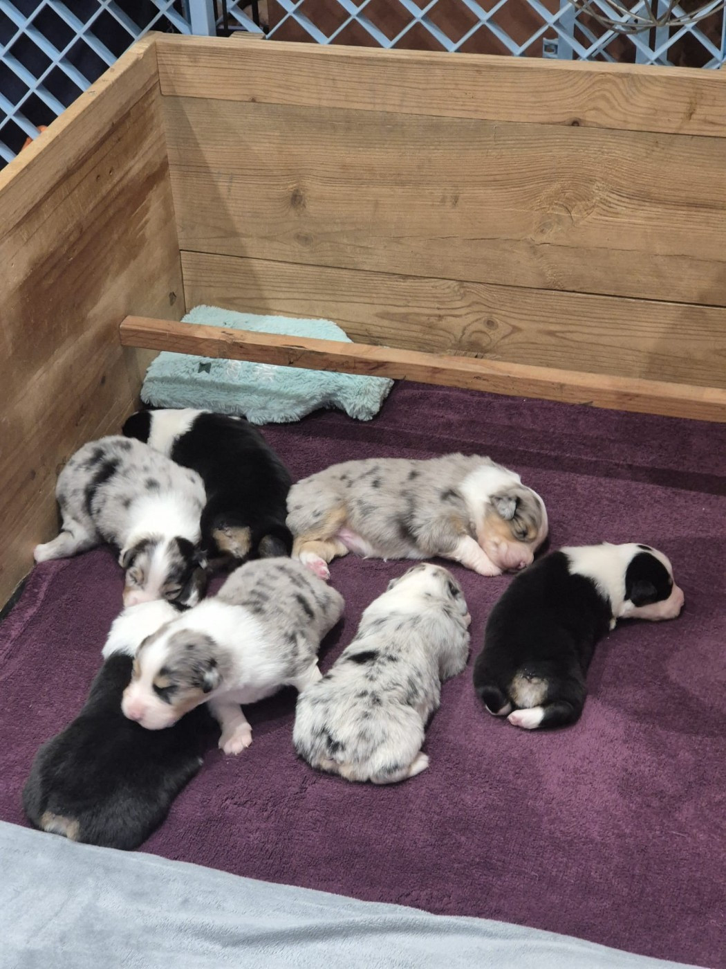 du domaine de la Camosciara - Chiots disponibles - Berger Australien