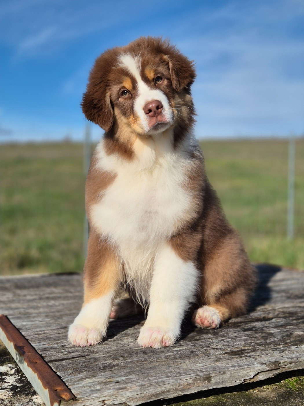 du domaine de la Camosciara - Berger Australien - Portée née le 09/11/2025