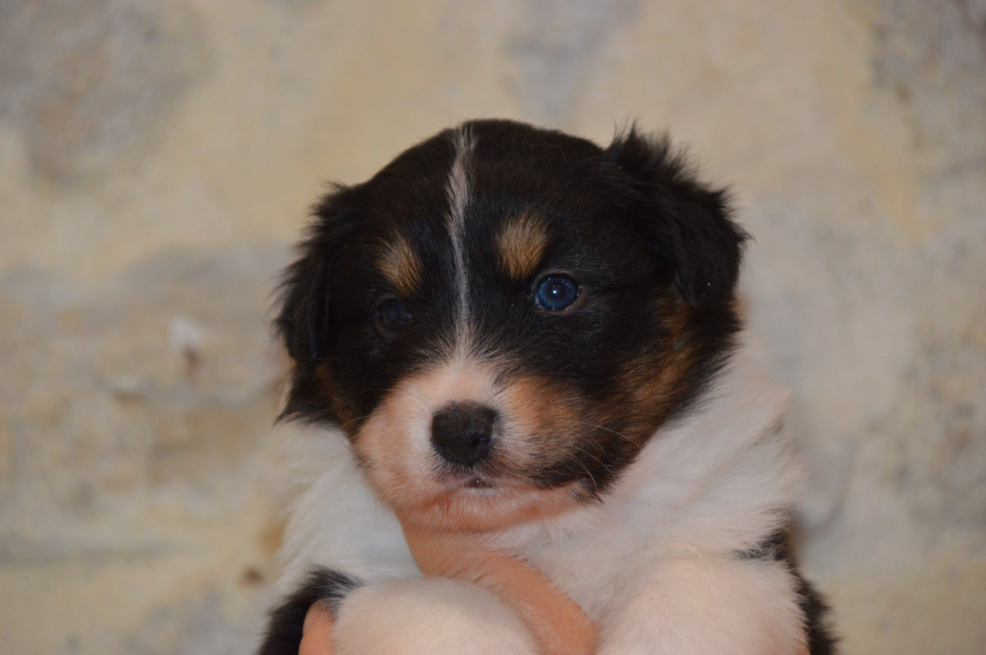 du domaine de la Camosciara - Chiots disponibles - Berger Australien