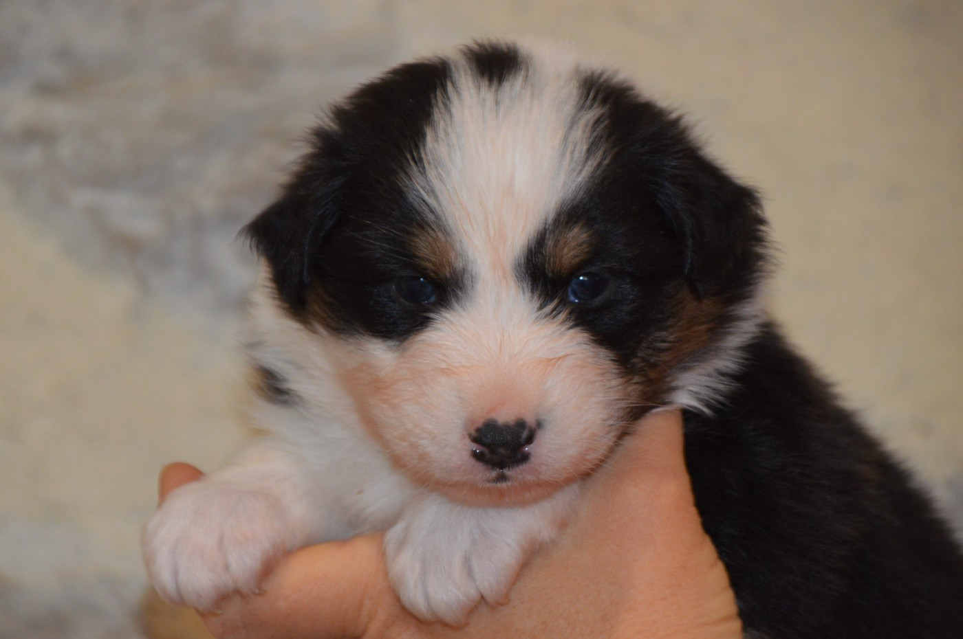 du domaine de la Camosciara - Chiots disponibles - Berger Australien