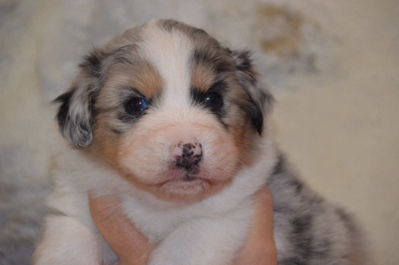 du domaine de la Camosciara - Chiots disponibles - Berger Australien