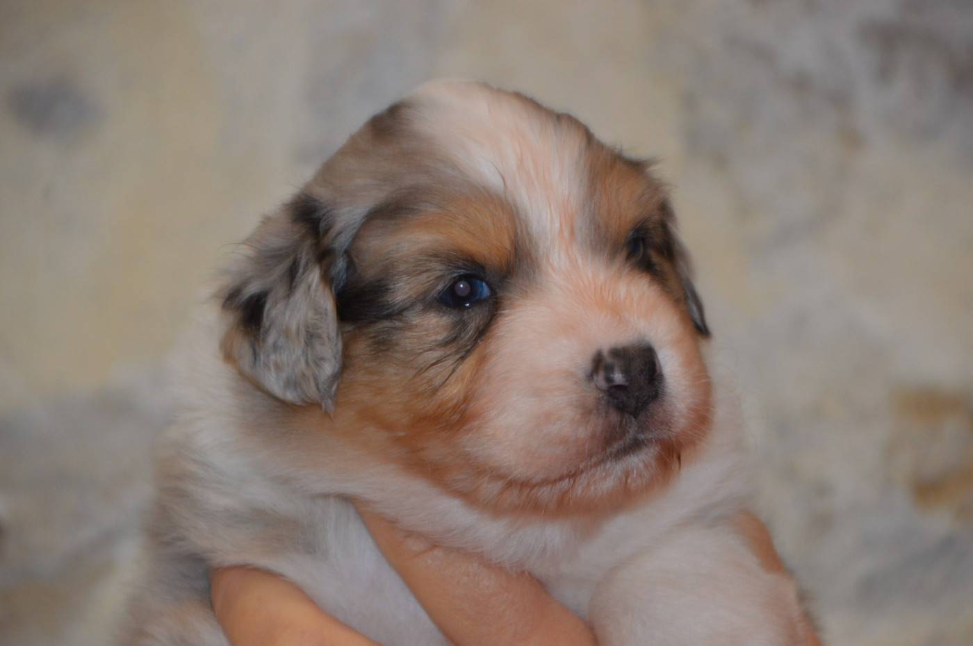 du domaine de la Camosciara - Chiots disponibles - Berger Australien