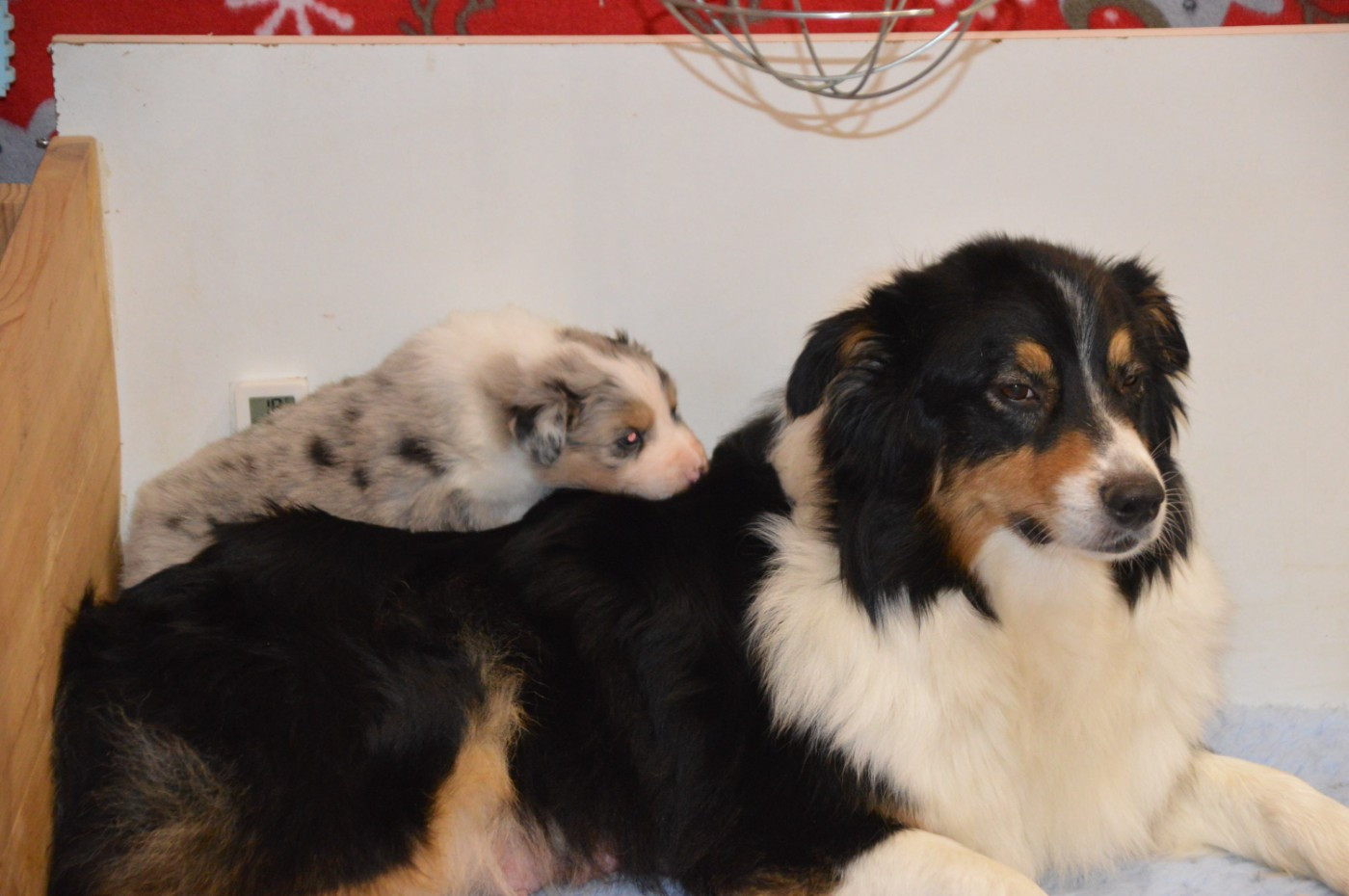 Chiot Berger Australien du domaine de la Camosciara