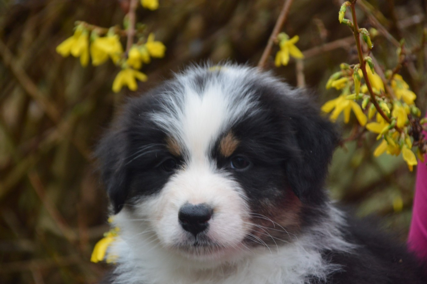 du domaine de la Camosciara - Chiots disponibles - Berger Australien