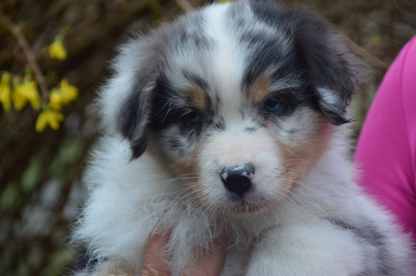 du domaine de la Camosciara - Chiots disponibles - Berger Australien