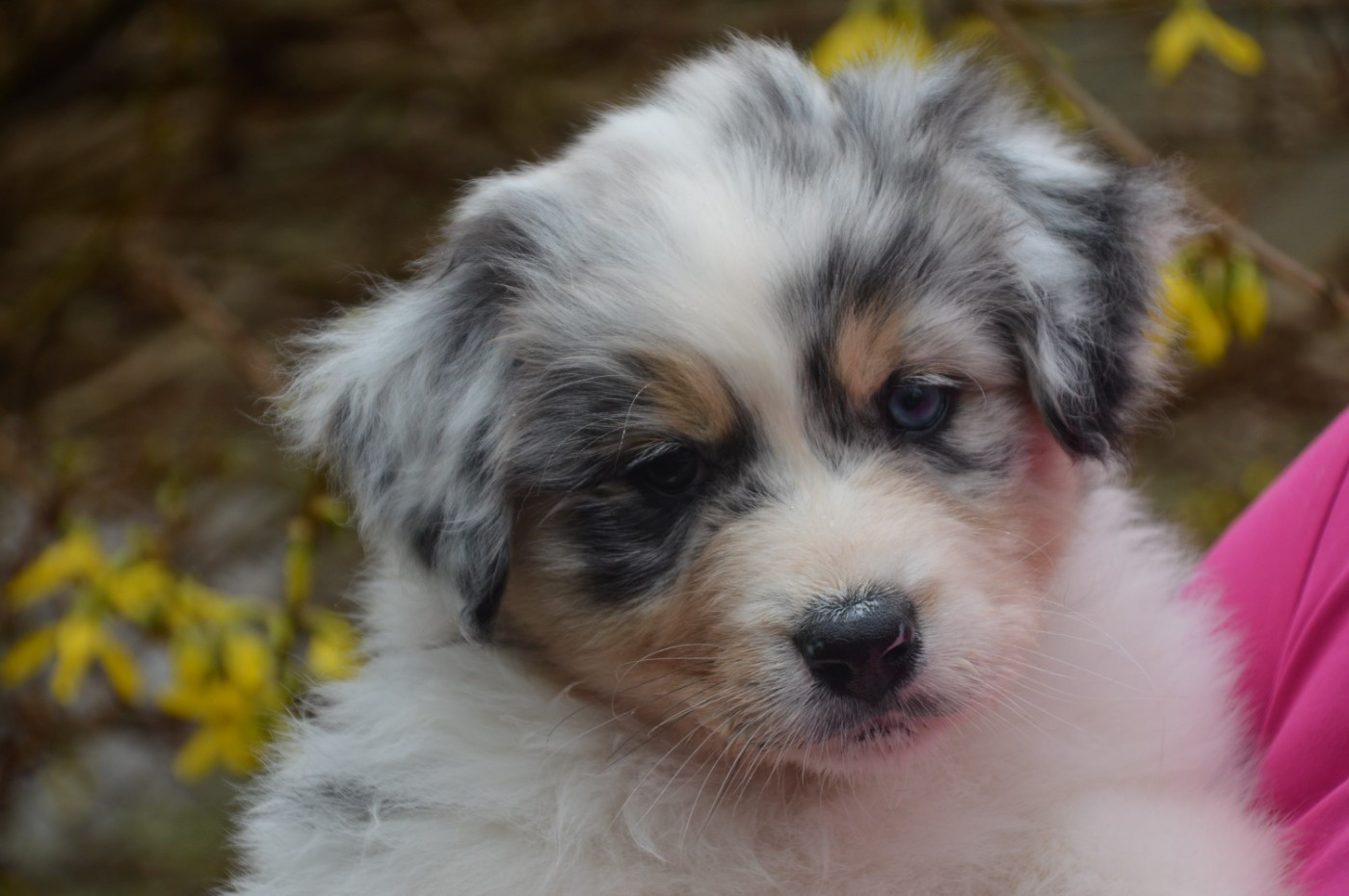 du domaine de la Camosciara - Chiots disponibles - Berger Australien