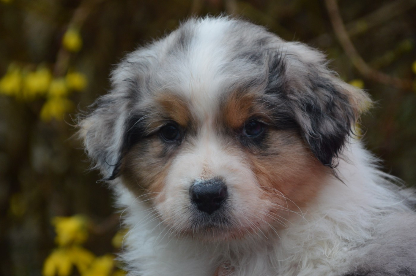 du domaine de la Camosciara - Chiots disponibles - Berger Australien