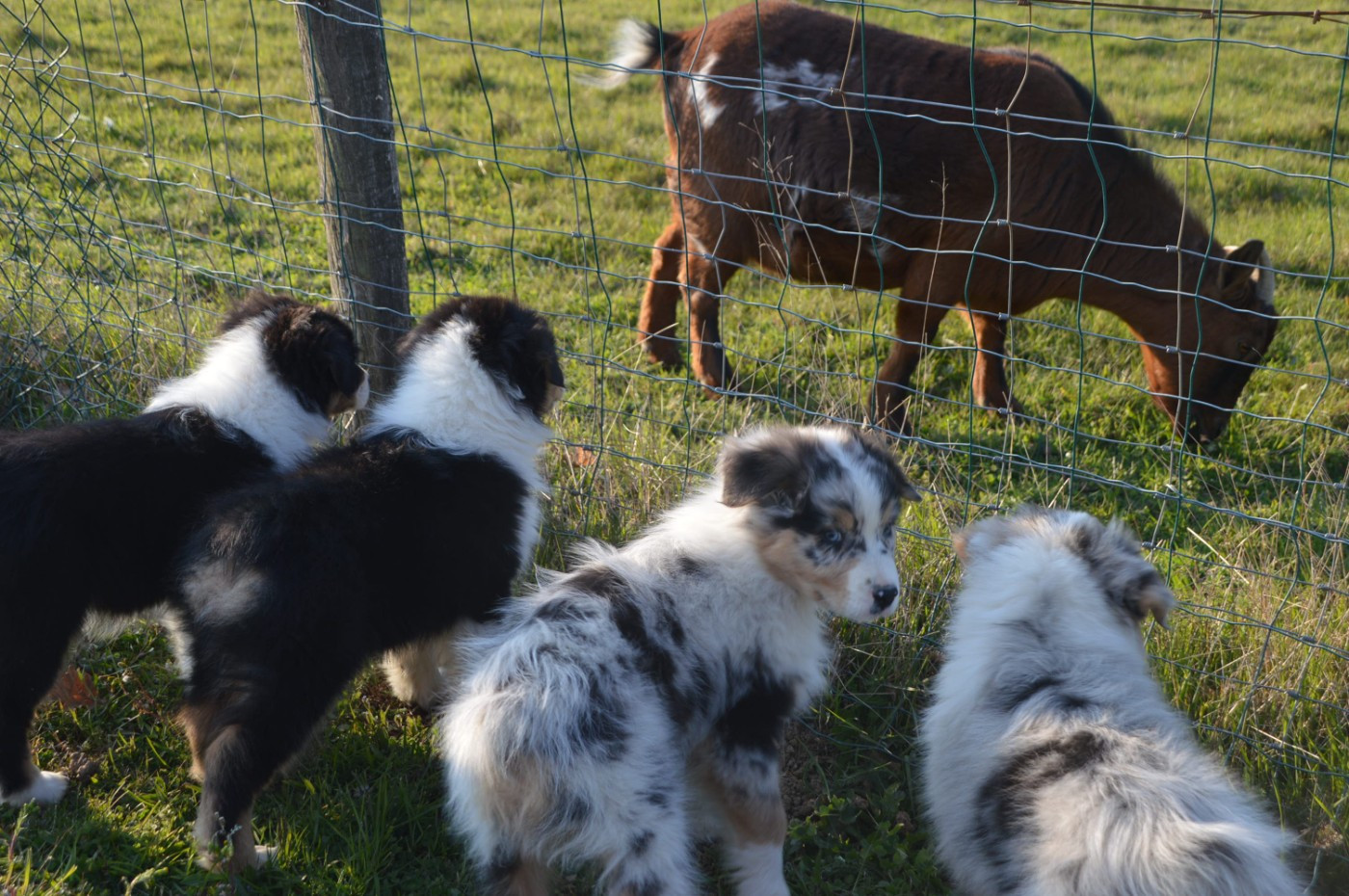 du domaine de la Camosciara - Berger Australien - Portée née le 17/01/2026